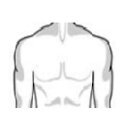 bundy-chest_muscular